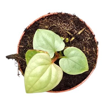 Anthurium luxurians