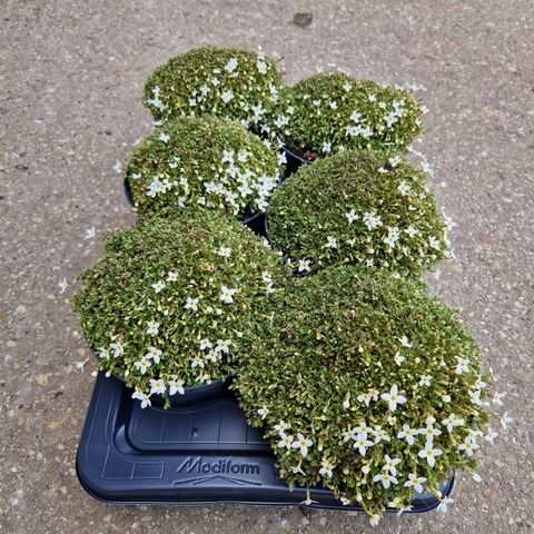 Houstonia caerulea 'Alba'