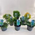 Ferns MIX