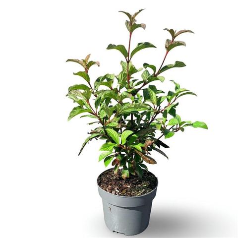 Viburnum x bodnantense 'Charles Lamont'