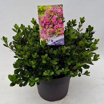 Rhododendron GEISHA PURPLE (AJ)