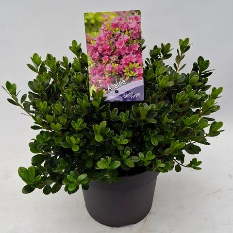 Rhododendron GEISHA PURPLE (AJ)
