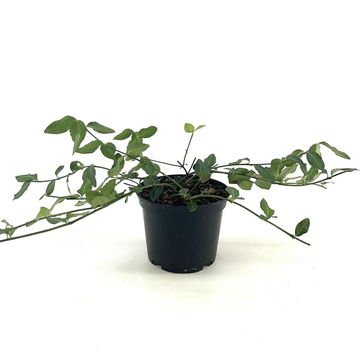 Euonymus fortunei 'Hort's Blaze'