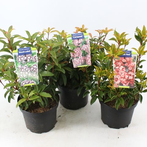 Kalmia latifolia MIX