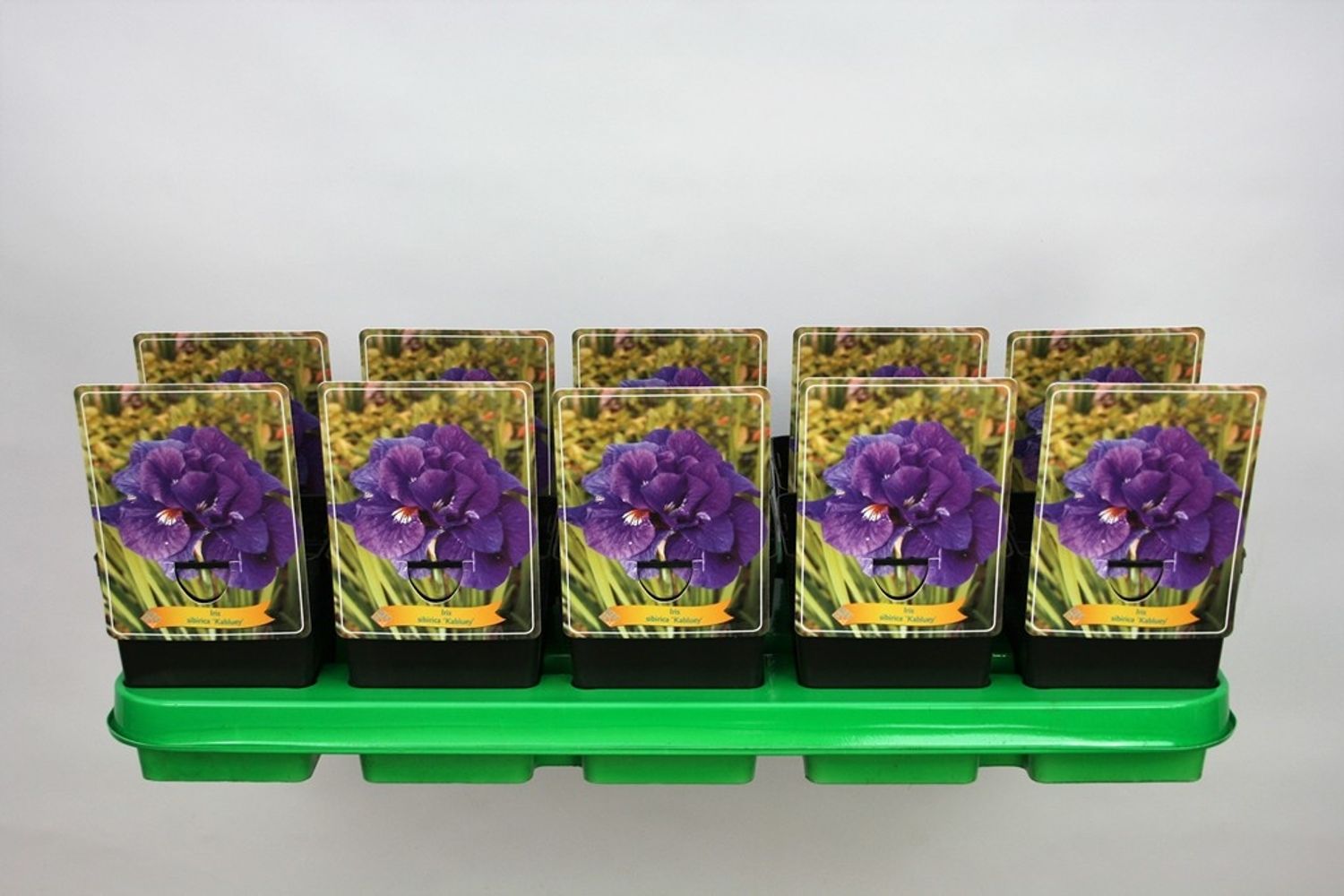 iris-kabluey-toptan-bitki-sat-floraccess