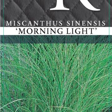 Miscanthus sinensis 'Morning Light'