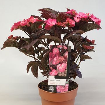 Hydrangea serrata DAREDEVIL