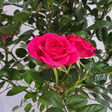 Роза STANDARD SMALL FLOWERING