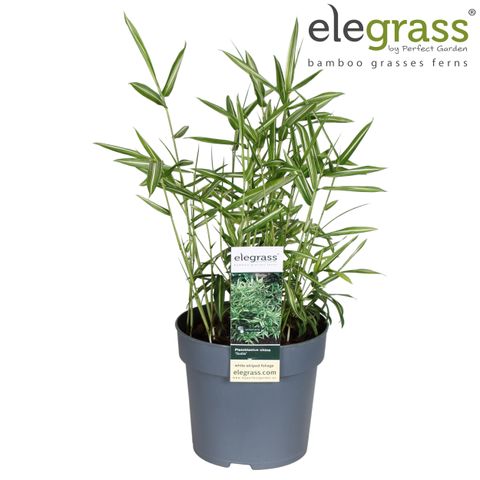 Pleioblastus chino 'Tsuboi'