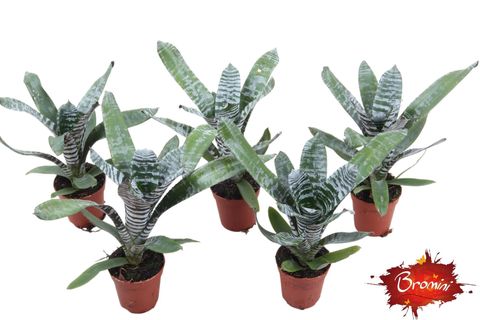 Aechmea chantinii 'Rebecca'