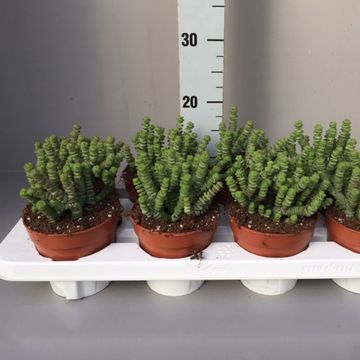 Crassula 'Hottentot'