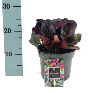 Bergenia cordifolia 'Eroica'