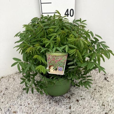 Sanguisorba officinalis 'Rock and Roll'