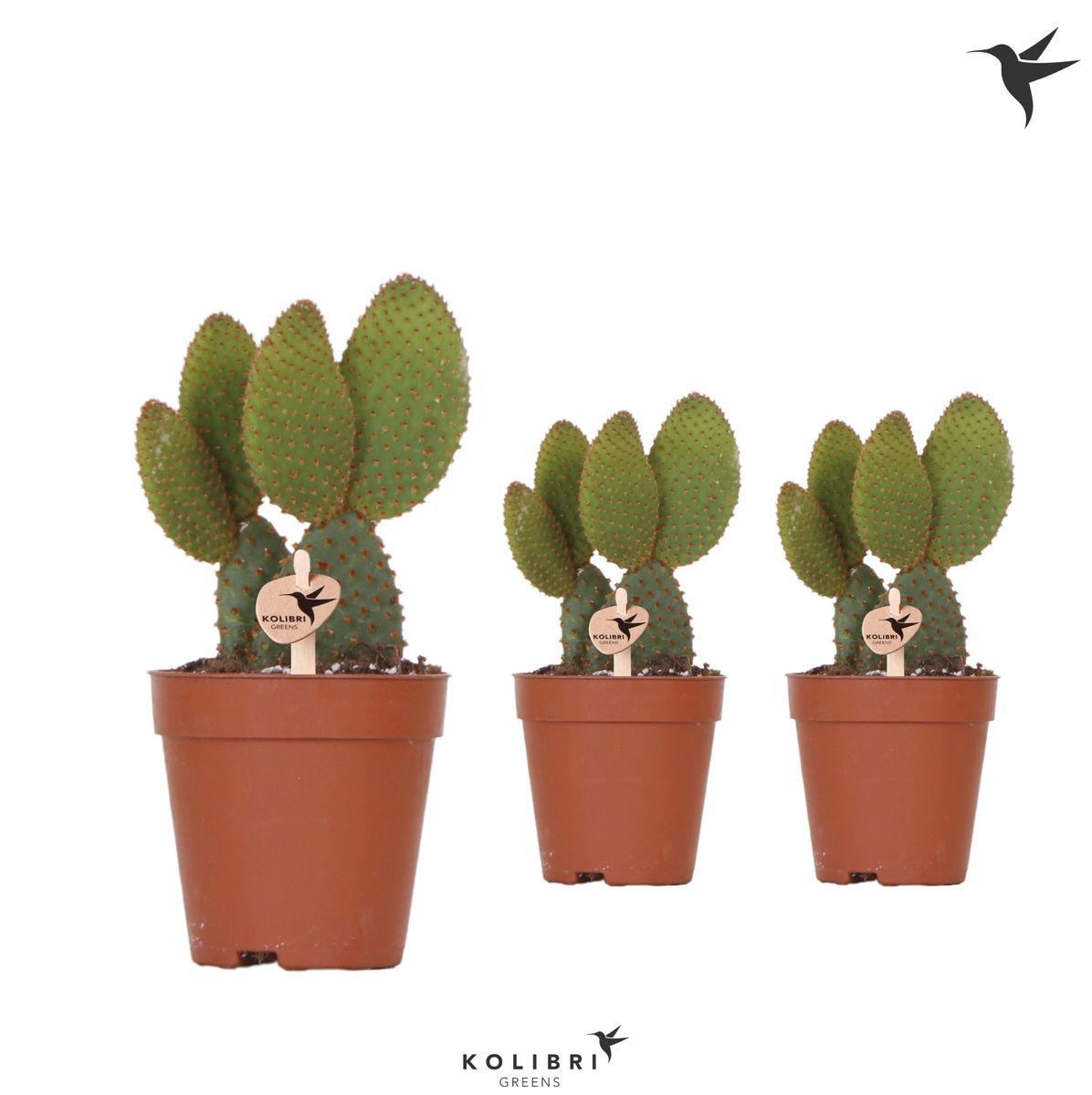Opuntia microdasys rufida — Plant Wholesale FlorAccess