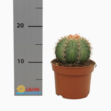 Melocactus matanzanus