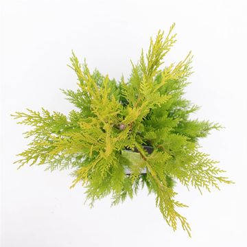 x Cupressocyparis leylandii 'Gold Rider'