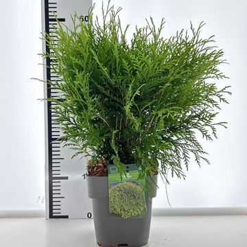 Thuja occidentalis 'Woodwardii'