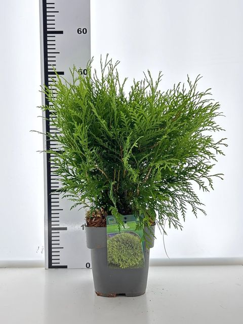 Thuja occidentalis 'Woodwardii'
