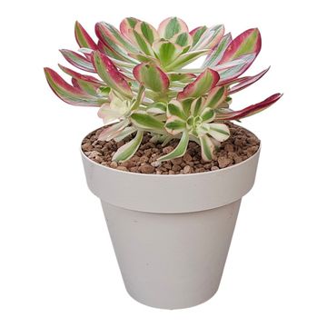 Aeonium 'Pink Witch'