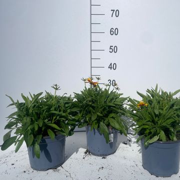 Coreopsis UPTICK YELLOW & RED