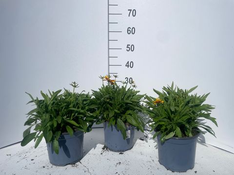 Coreopsis UPTICK YELLOW & RED