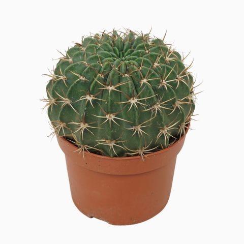 Echinopsis ancistrophora cardenasiana