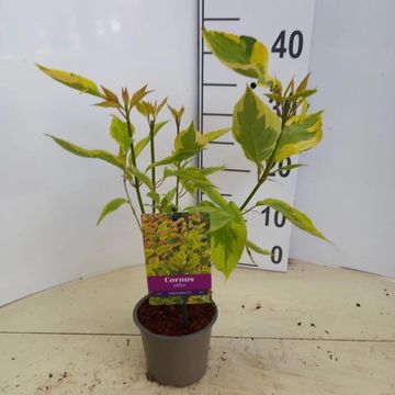 Cornus alba 'Gouchaultii'
