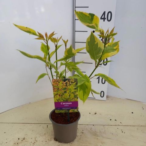 Cornus alba 'Gouchaultii'