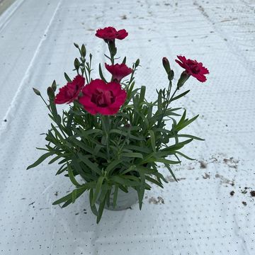 Dianthus DIANTICA EARLY LOVE
