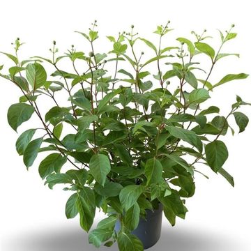 Cephalanthus occidentalis