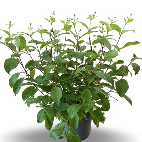 Cephalanthus occidentalis
