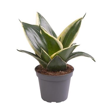 Sansevieria 'Honey Boney'