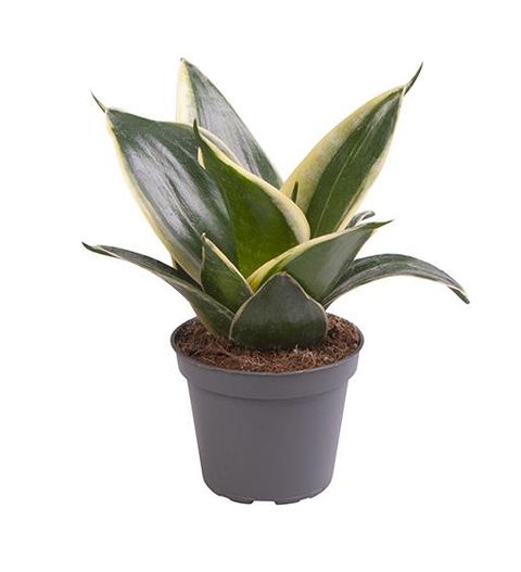 Sansevieria 'Honey Boney'