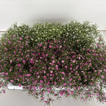 Gypsophila muralis 'Gypsy'