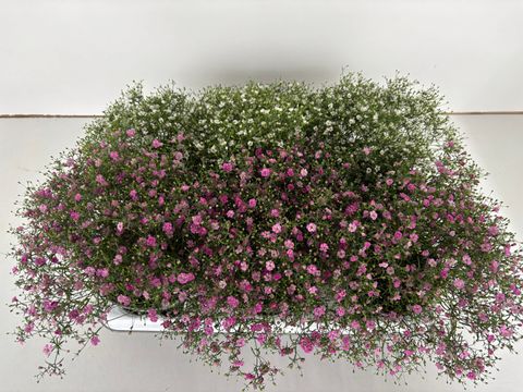 Gypsophila muralis 'Gypsy'