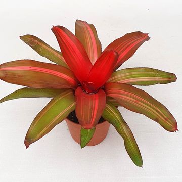 Neoregelia 'Fancy'