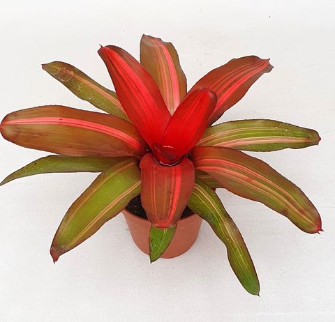 Neoregelia 'Fancy'