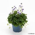 Виола hederacea