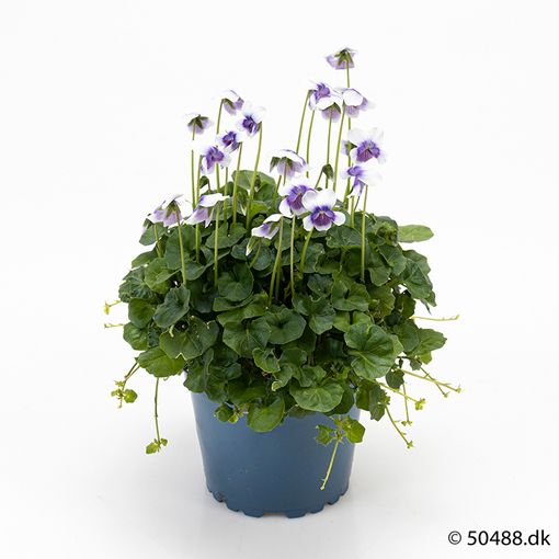 Виола hederacea