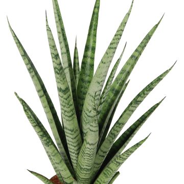 Sansevieria trifasciata 'Pineapple'