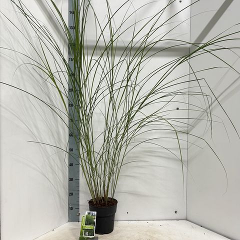 Miscanthus sinensis 'Gracillimus'