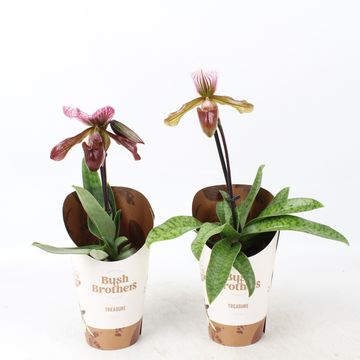Paphiopedilum 'Schaetzchen'
