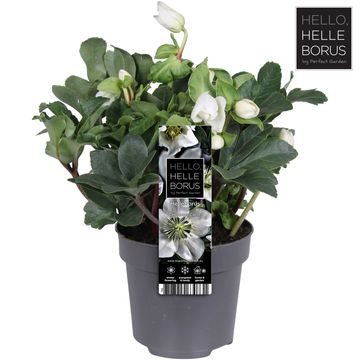 Helleborus niger 'Christmas Carol'