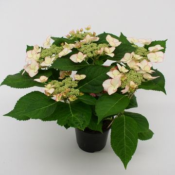 Hydrangea macrophylla HOVARIA LOVE YOU KISS
