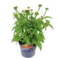 Echinacea purpurea