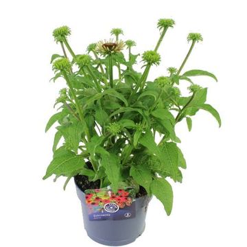 Echinacea purpurea