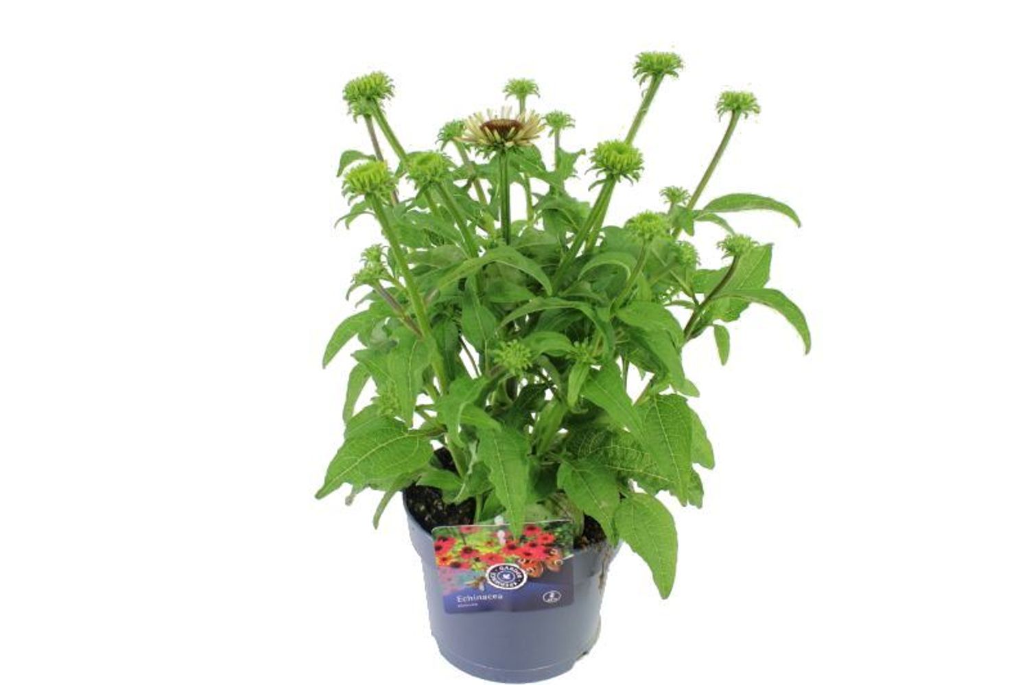 Echinacea purpurea — Plant Wholesale FlorAccess