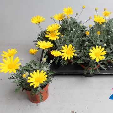 Euryops pectinatus 'Silver Star'