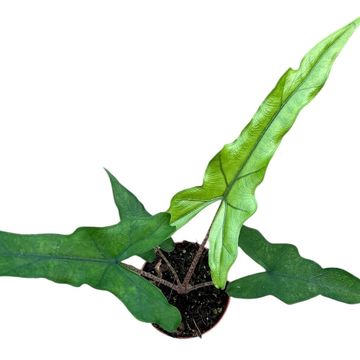 Alocasia 'Sabrina'