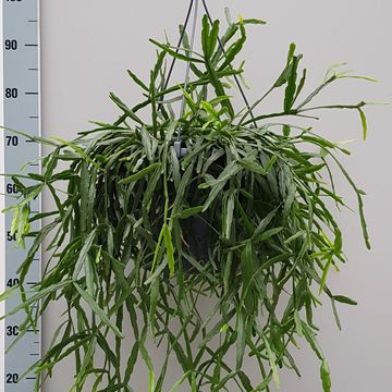 Rhipsalis micrantha